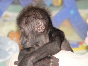 Baby Western Lowland Gorilla